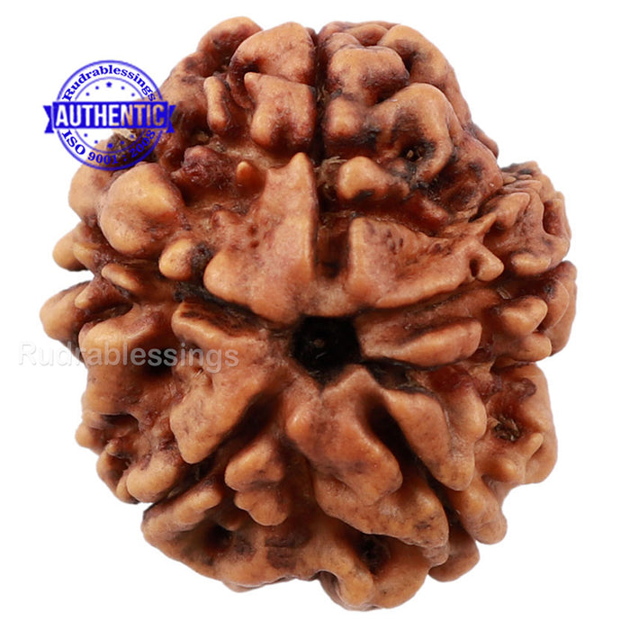 5 Mukhi Rudraksha from Nepal - Bead No. 150