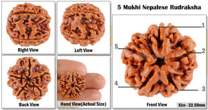 5 Mukhi Rudraksha from Nepal - Bead No. 12