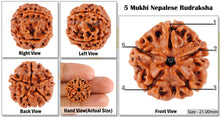 Load image into Gallery viewer, 5 Mukhi Rudraksha from Nepal - Bead No. 13
