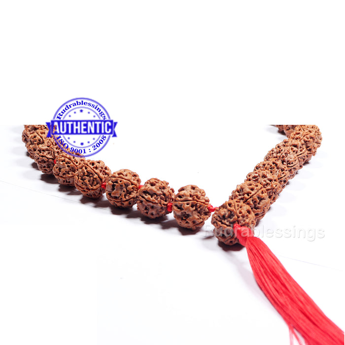 6 mukhi Rudraksha Mala - (26+1 beads - Nepalese)