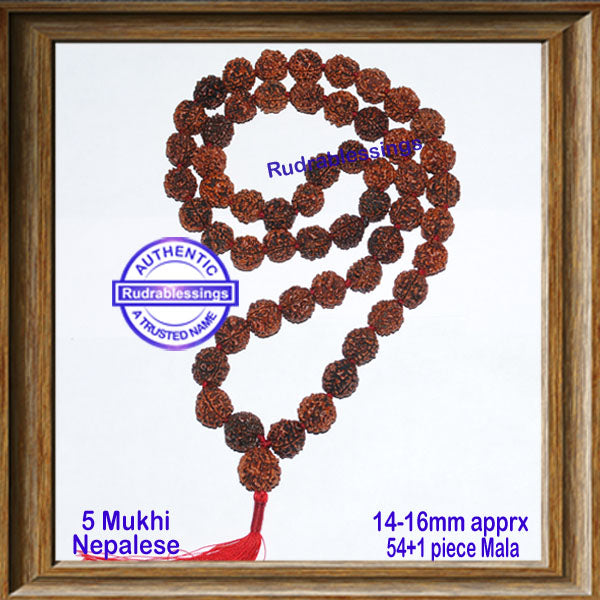 5 mukhi Rudraksha Mala - (54 + 1 beads - Nepalese) - 1