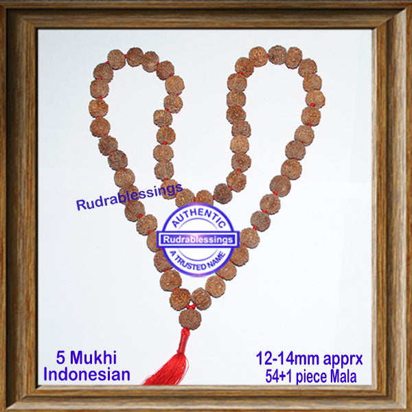 5 Mukhi Rudraksha Kantha - (54+1 beads - Indonesian)