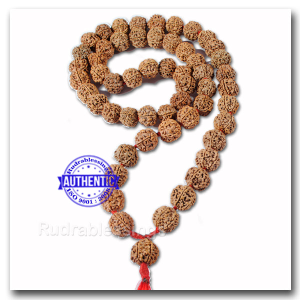 5 mukhi Rudraksha Mala - (54 + 1 beads - Nepalese) - 2