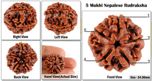 5 Mukhi Rudraksha from Nepal - Bead No. 6
