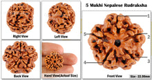 Load image into Gallery viewer, 5 Mukhi Rudraksha from Nepal - Bead No. 9
