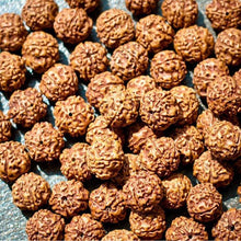 Load image into Gallery viewer, 5 Mukhi Rudraksha from Indonesia - 8mm - 1000 Beads Pack
