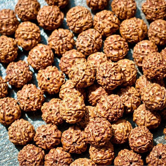 5 Mukhi Rudraksha from Indonesia - 8mm - 1000 Beads Pack
