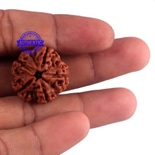 Load image into Gallery viewer, 5 Mukhi Rudraksha from Nepal - Bead No. 158
