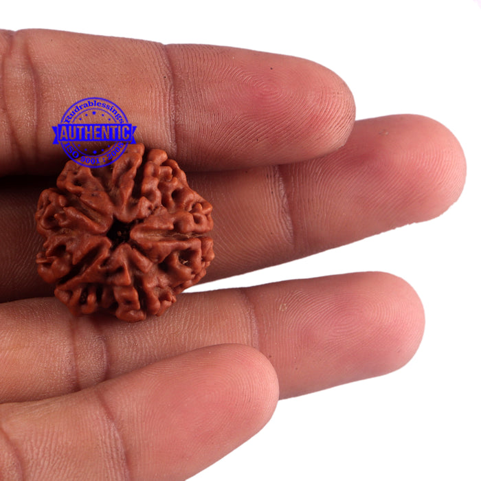 5 Mukhi Rudraksha from Nepal - Bead No. 158