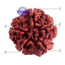 Load image into Gallery viewer, 5 Mukhi Rudraksha from Nepal - Bead No. 158
