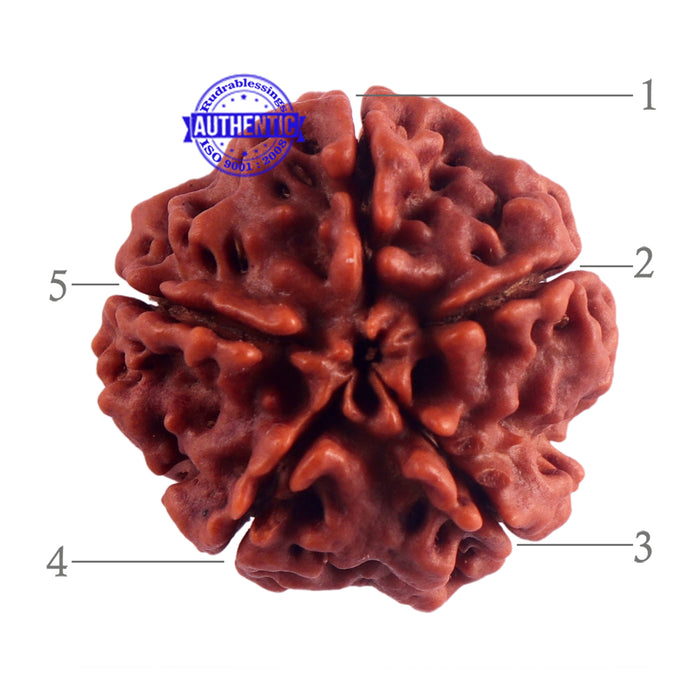 5 Mukhi Rudraksha from Nepal - Bead No. 158
