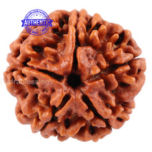 Load image into Gallery viewer, 5 Mukhi Rudraksha from Nepal - Bead No. 101
