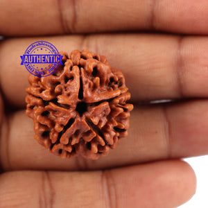 5 Mukhi Rudraksha from Nepal - Bead No. 101