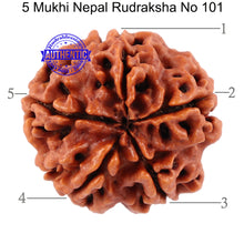 Load image into Gallery viewer, 5 Mukhi Rudraksha from Nepal - Bead No. 101
