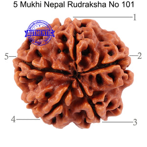 5 Mukhi Rudraksha from Nepal - Bead No. 101