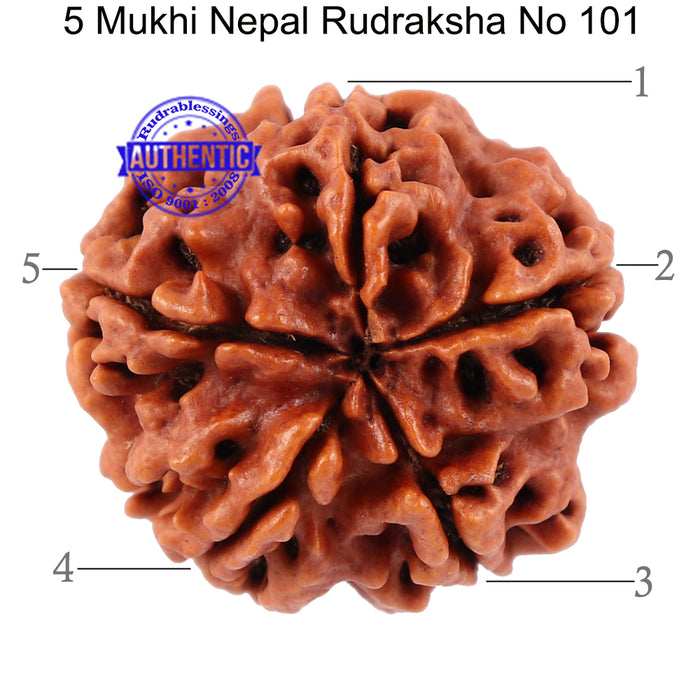 5 Mukhi Rudraksha from Nepal - Bead No. 101