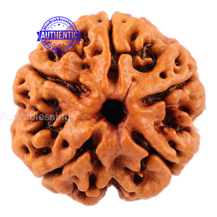 5 Mukhi Rudraksha from Nepal - Bead No. 102