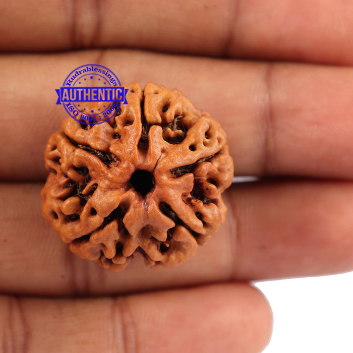 5 Mukhi Rudraksha from Nepal - Bead No. 102