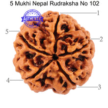 Load image into Gallery viewer, 5 Mukhi Rudraksha from Nepal - Bead No. 102

