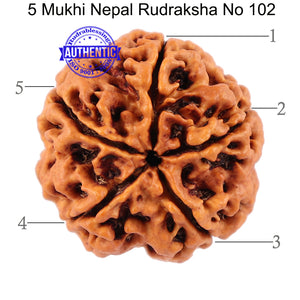 5 Mukhi Rudraksha from Nepal - Bead No. 102