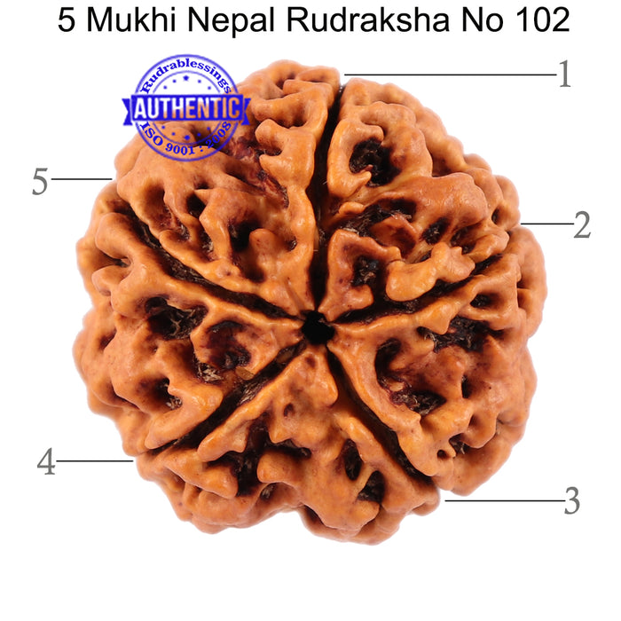 5 Mukhi Rudraksha from Nepal - Bead No. 102