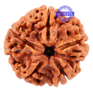 5 Mukhi Rudraksha from Nepal - Bead No. 103