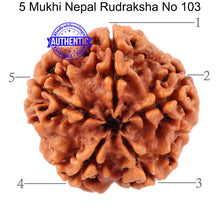 Load image into Gallery viewer, 5 Mukhi Rudraksha from Nepal - Bead No. 103
