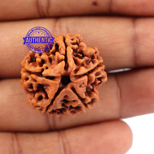 5 Mukhi Rudraksha from Nepal - Bead No. 108