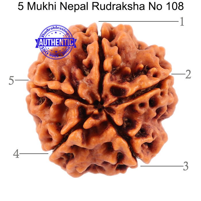 5 Mukhi Rudraksha from Nepal - Bead No. 108