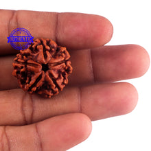 Load image into Gallery viewer, 5 Mukhi Rudraksha from Nepal - Bead No. 168
