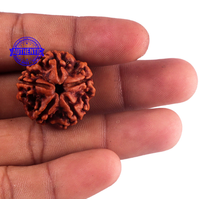 5 Mukhi Rudraksha from Nepal - Bead No. 168