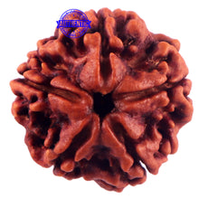 Load image into Gallery viewer, 5 Mukhi Rudraksha from Nepal - Bead No. 168
