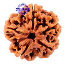 Load image into Gallery viewer, 5 Mukhi Rudraksha from Nepal - Bead No. 111
