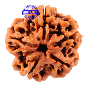 5 Mukhi Rudraksha from Nepal - Bead No. 111
