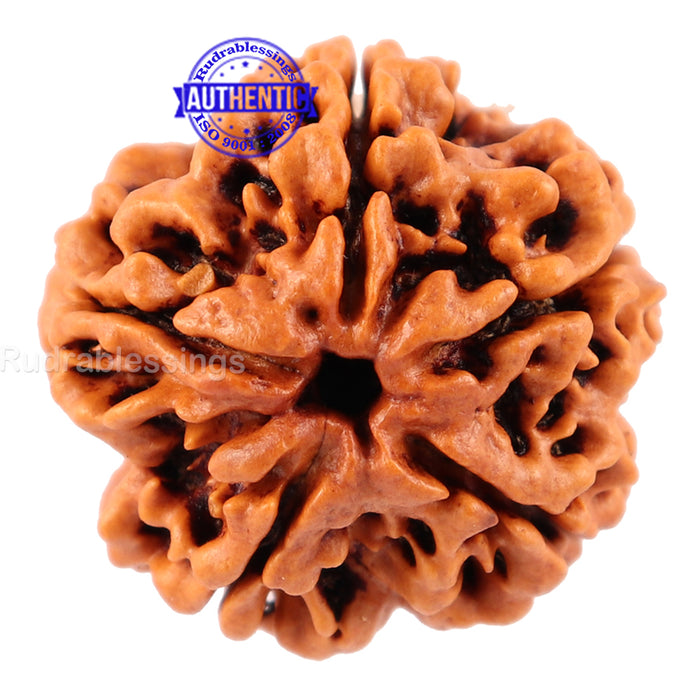 5 Mukhi Rudraksha from Nepal - Bead No. 111