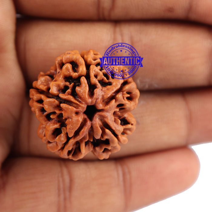 5 Mukhi Rudraksha from Nepal - Bead No. 111