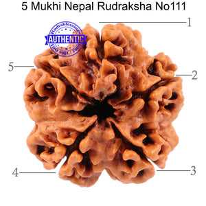 5 Mukhi Rudraksha from Nepal - Bead No. 111