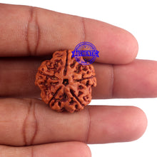Load image into Gallery viewer, 5 Mukhi Rudraksha from Nepal - Bead No. 174
