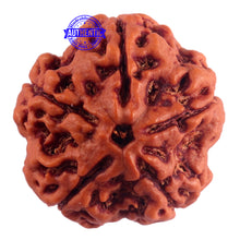 Load image into Gallery viewer, 5 Mukhi Rudraksha from Nepal - Bead No. 174
