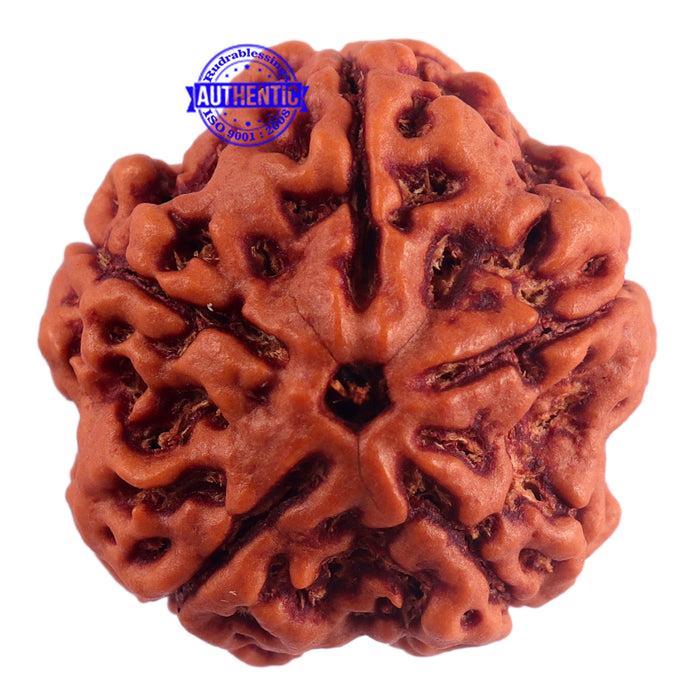 5 Mukhi Rudraksha from Nepal - Bead No. 174