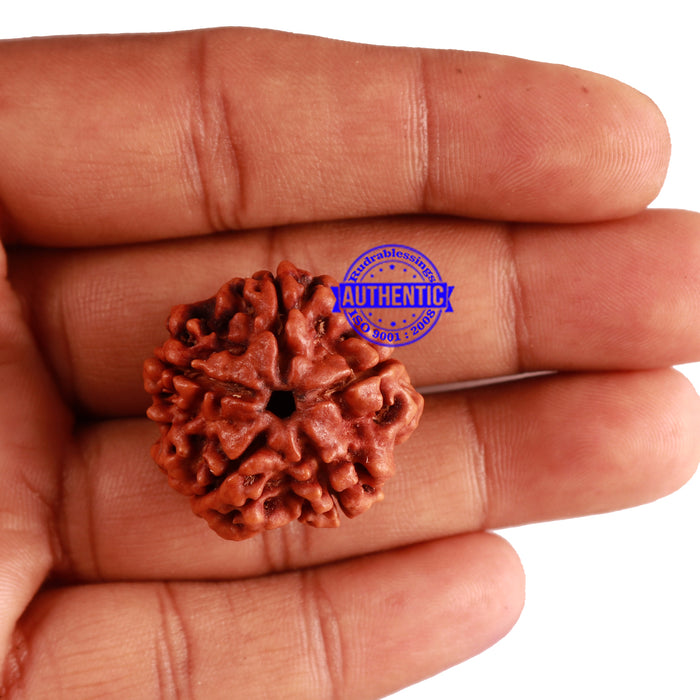 5 Mukhi Rudraksha from Nepal - Bead No. 179