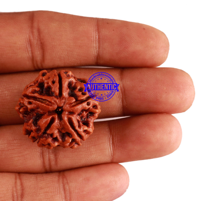 5 Mukhi Rudraksha from Nepal - Bead No. 180