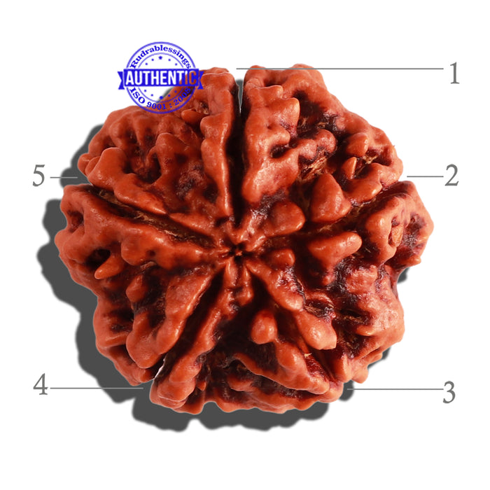 5 Mukhi Rudraksha from Nepal - Bead No. 180