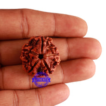 Load image into Gallery viewer, 5 Mukhi Rudraksha from Nepal - Bead No. 184
