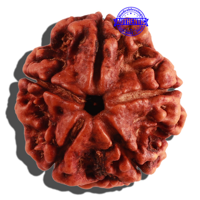 5 Mukhi Rudraksha from Nepal - Bead No. 184