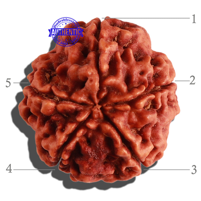 5 Mukhi Rudraksha from Nepal - Bead No. 184