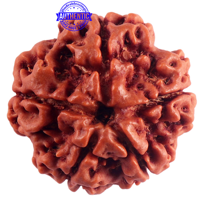 5 Mukhi Rudraksha from Nepal - Bead No. 176
