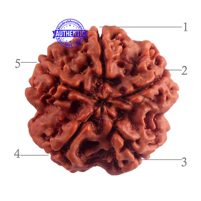 5 Mukhi Rudraksha from Nepal - Bead No. 176
