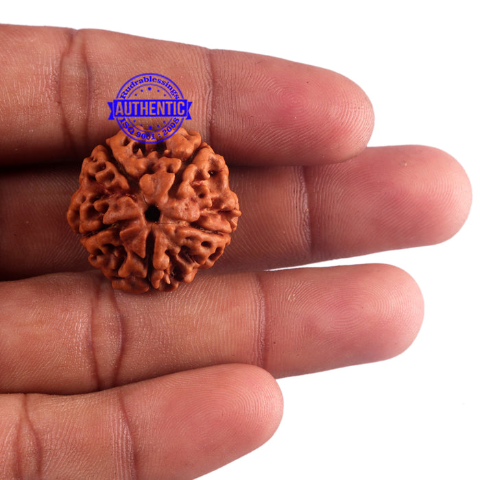 5 Mukhi Rudraksha from Nepal - Bead No. 159