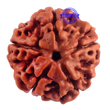 Load image into Gallery viewer, 5 Mukhi Rudraksha from Nepal - Bead No. 159
